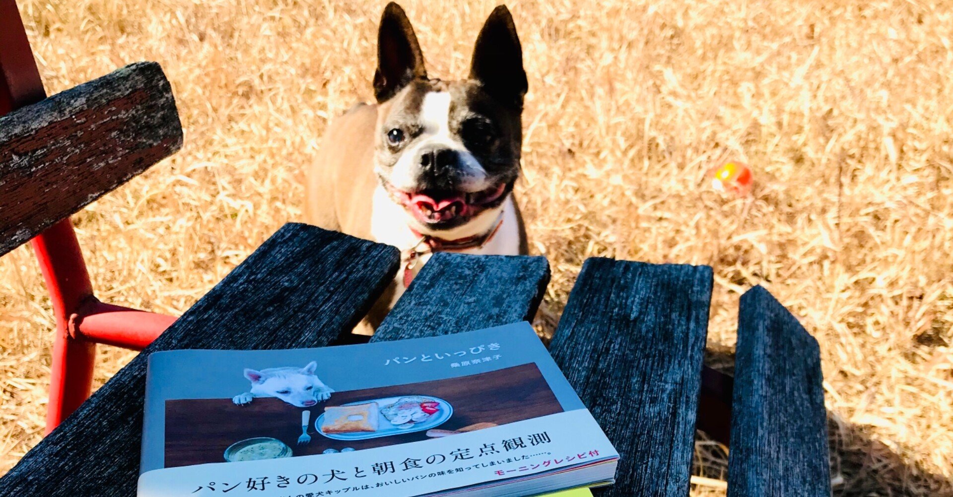 インスタ裏話 パンといっぴき へのオマージュ 本といっぴき 森本木林 きりん 読書研究家 Note インスタ裏話 パンといっぴき へのオマージュ 本といっぴき 森本木林 きりん 読書研究家 Note
