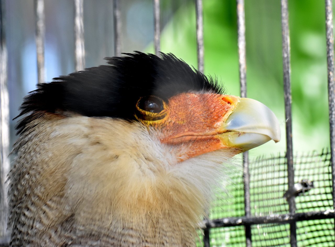 カンムリカラカラ ハヤブサ目ハヤブサ科 Hirahiranote Note カンムリカラカラ ハヤブサ目ハヤブサ科 Hirahiranote Note