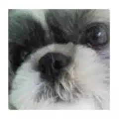 *✩しぃ✩*