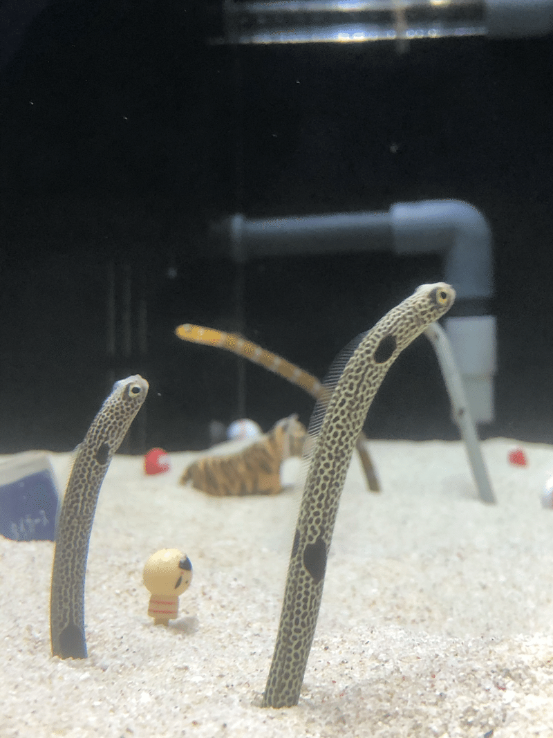 海遊館のチンアナゴ 写真 ぺんぺん Note