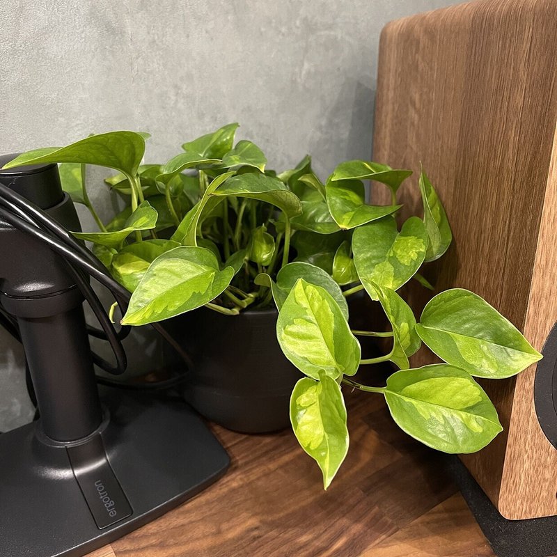 デスク周りを彩る観葉植物たち まさとっく Note