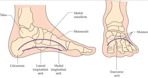 アスリートと扁平足 たか理学療法士 リハビリ Note