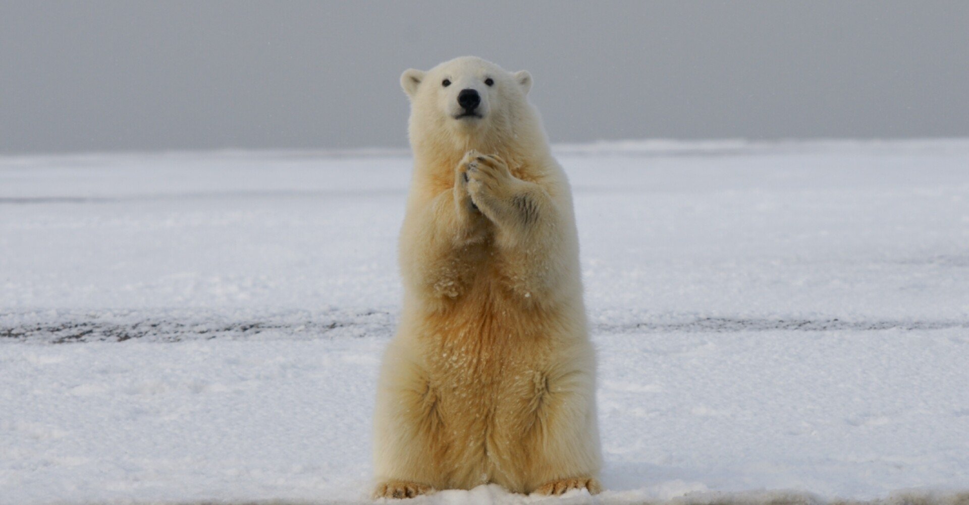 豆知識 ベルクマンの法則 原理恵子 Note
