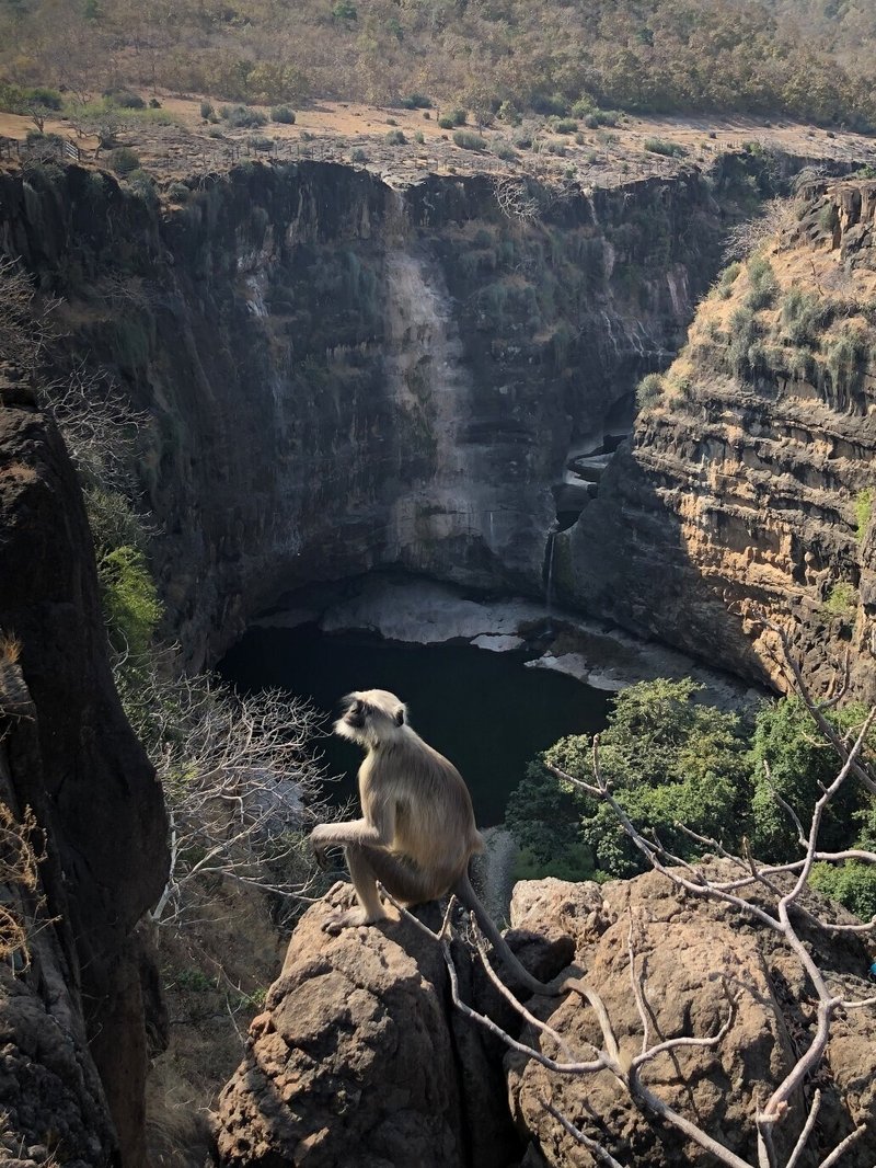 アジャンター石窟　付近の猿