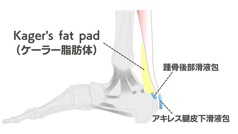 アキレス腱障害 ストレス要因から紐解くアキレス腱実質部の痛み 江尻 廣樹 Note