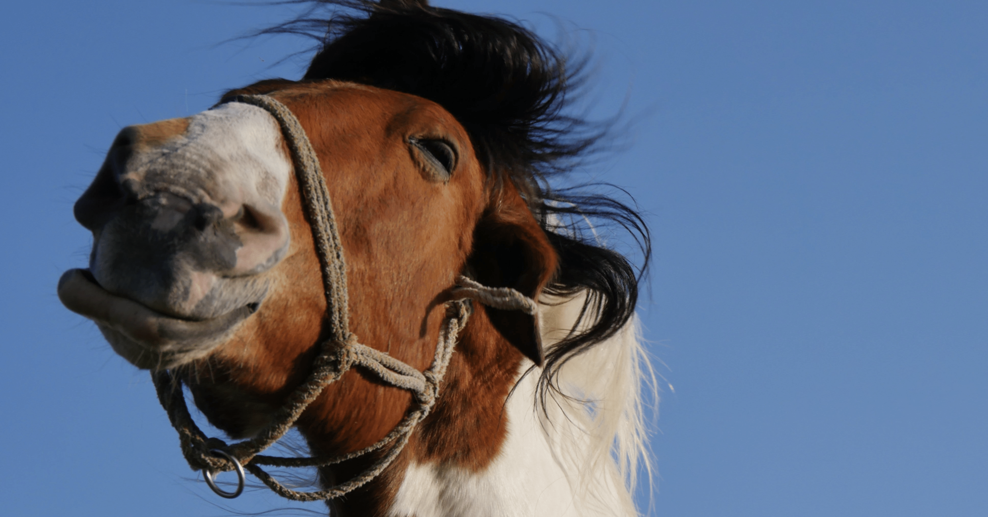 馬の耳に念仏 の圧倒的な違和感 しょ くん Note