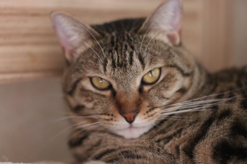 ただ今 お通じすっきり Ti Amo 猫の王国 キジトラ Note 小説 エッセイ 猫の幸せ Note
