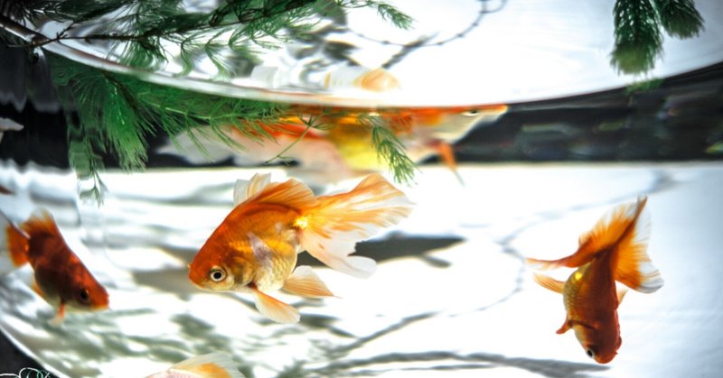金魚すくい の新着タグ記事一覧 Note つくる つながる とどける 金魚すくい の新着タグ記事一覧 Note つくる つながる とどける