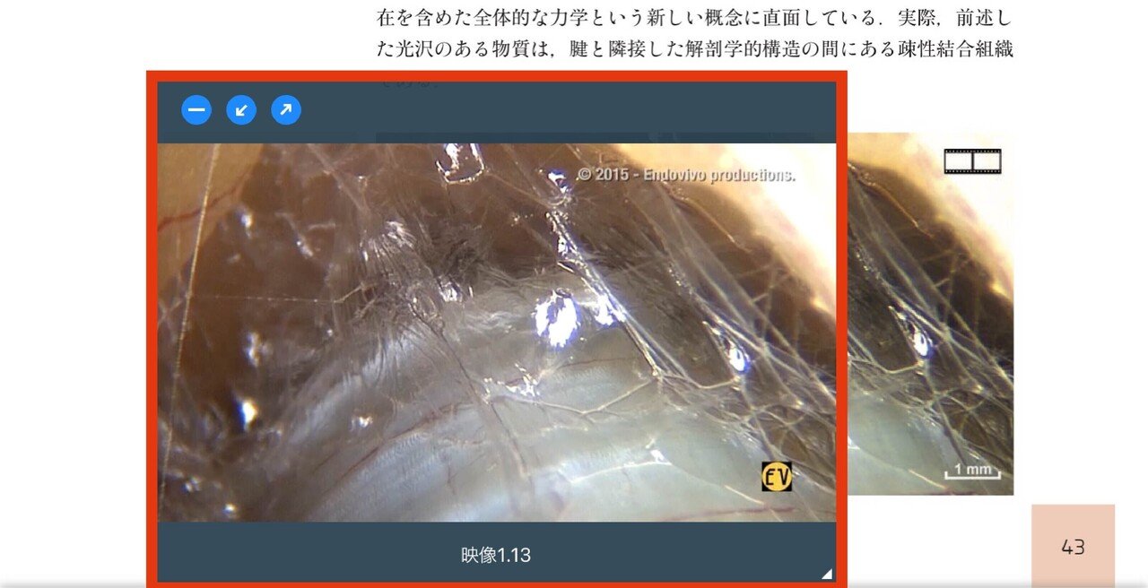 人の生きた筋膜の構造(DVD付き) 内視鏡検査を通して示される細胞