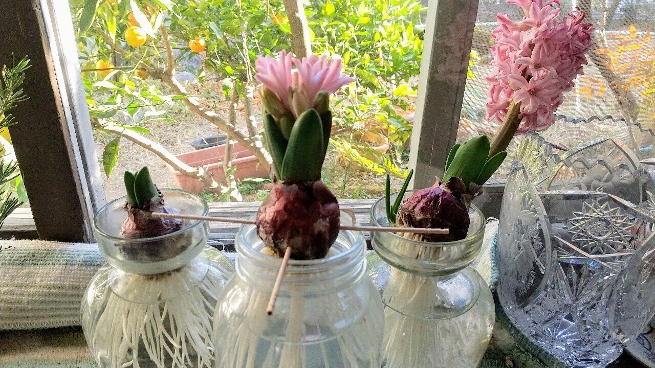 勝手にチャレンジ1000 0054ヒヤシンス Yoko Yamanaka Note