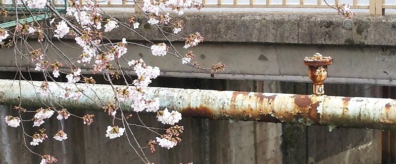 今年の桜