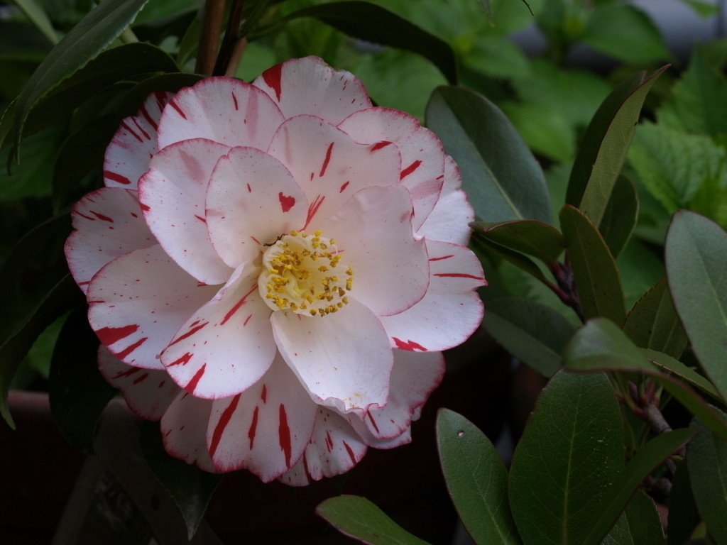 ツバキ『プリンセス雅子』｜吉本 俊二