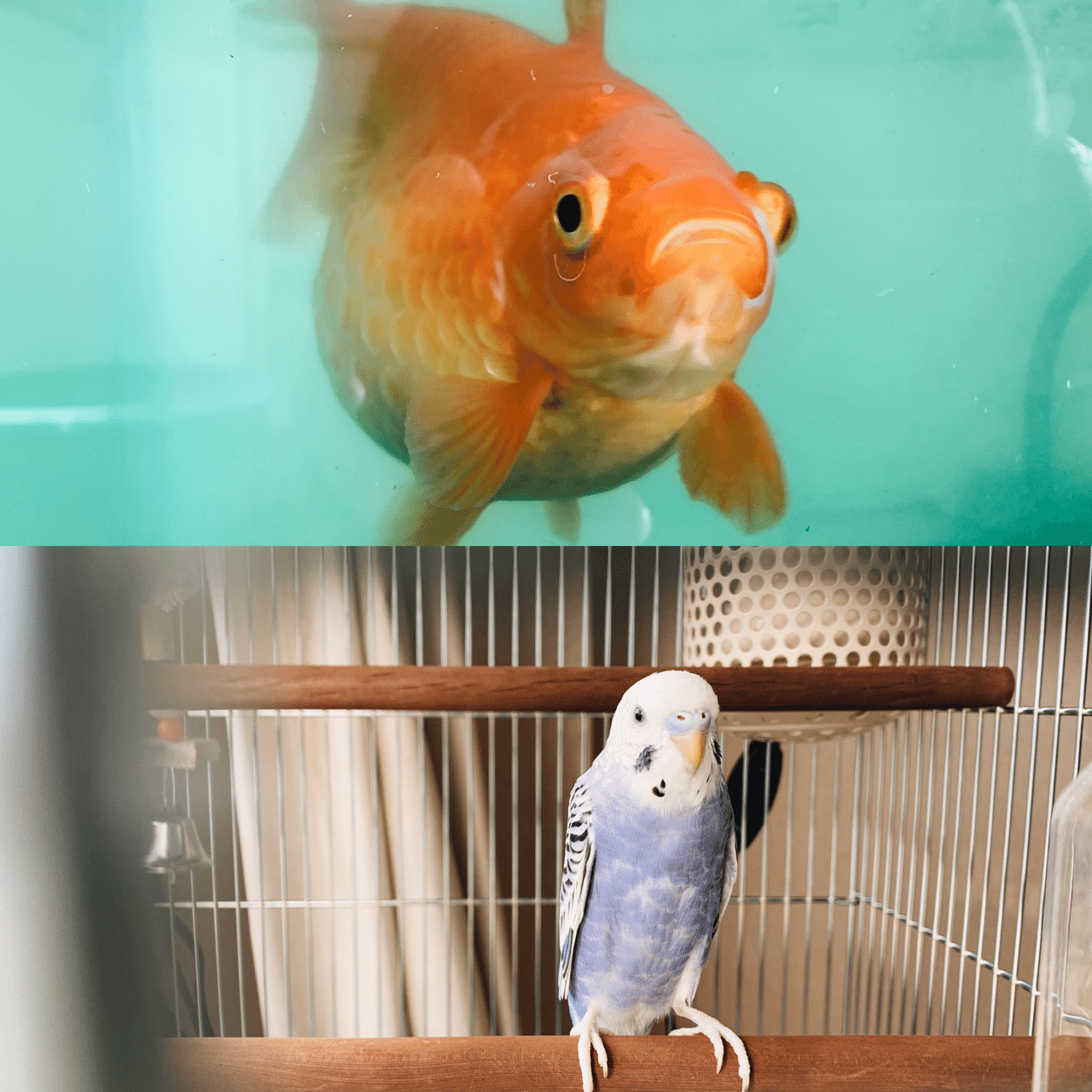 この数ヶ月で謎の肥満になってしまった金魚のふーちゃんと おそらく雄だろうと思われる年齢4ヶ月のインコ サファイアちゃん 鳥と魚はokなマンションということだが バリエーションで考えるなら次は爬虫類か イ 川口 展弘 Nobuhiro Kawaguchi Note この数ヶ月で謎の肥満になってしまった金魚のふーちゃんと おそらく雄だろうと思われる年齢4ヶ月のインコ サファイアちゃん 鳥と魚はokなマンションということだが バリエーションで考えるなら次は爬虫類か イ 川口 展弘 Nobuhiro Kawaguchi Note