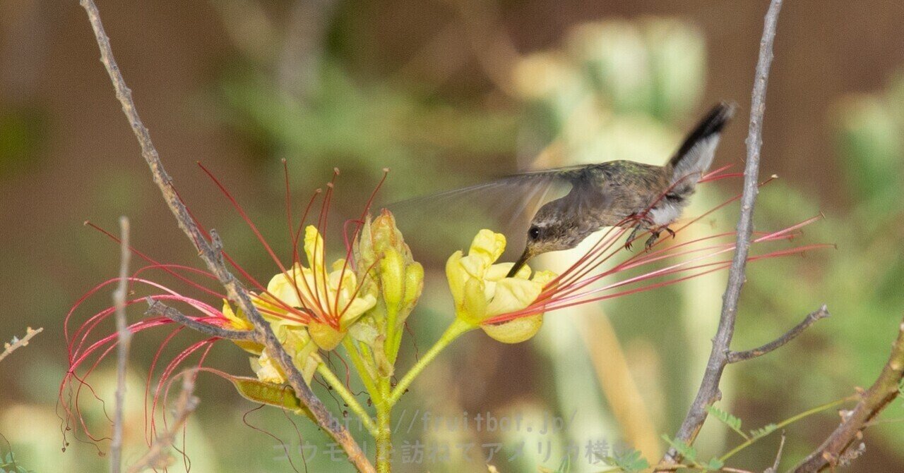 2章 アリゾナでサボテンの花にくるコウモリを探す 大沢夕志 大沢啓子 Note