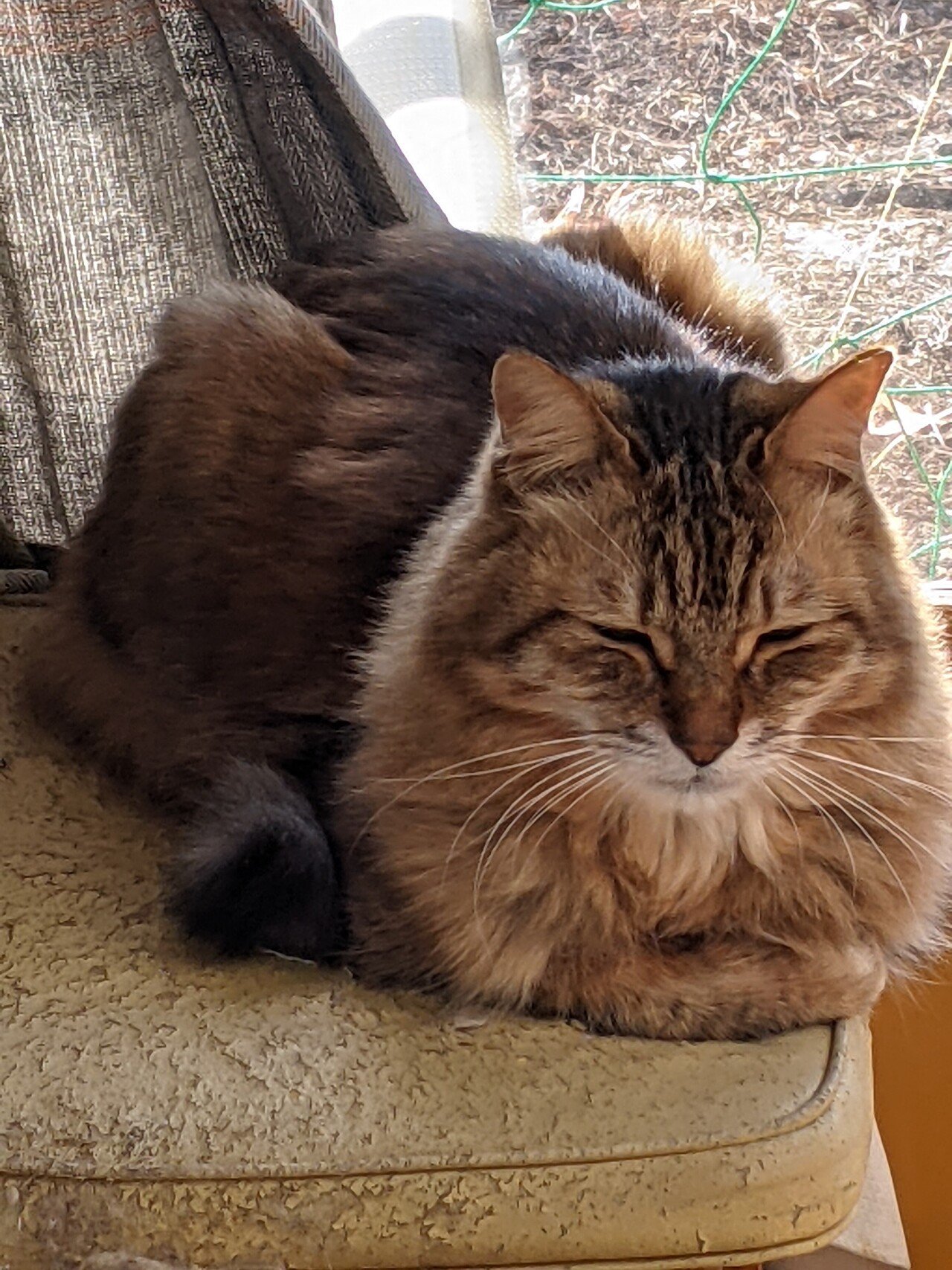 筋肉痛になった(笑)|笑い猫(猫とお絵描き)|note