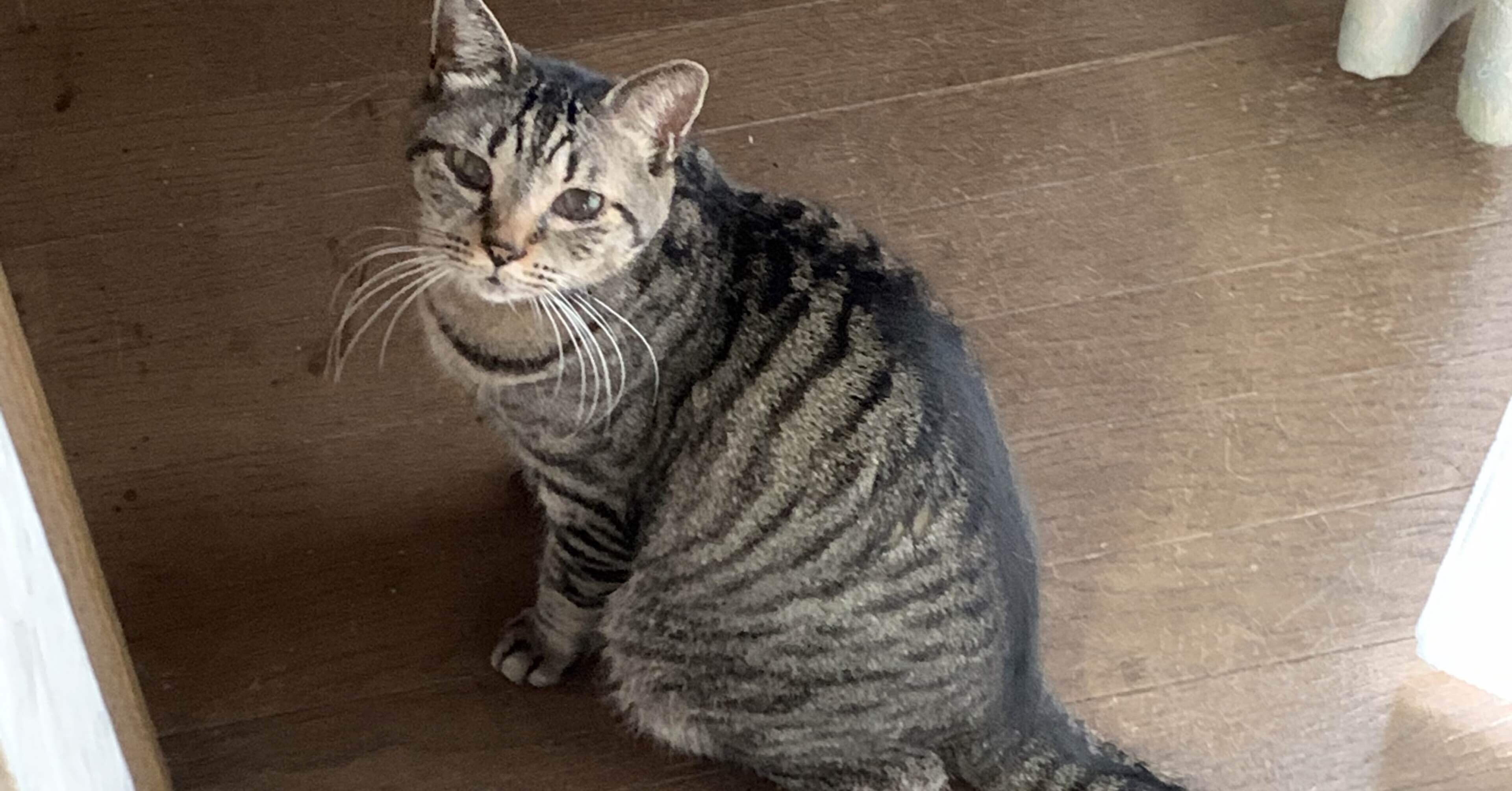 1 22何か買ってもらう夢 猫 Hachicororin Note