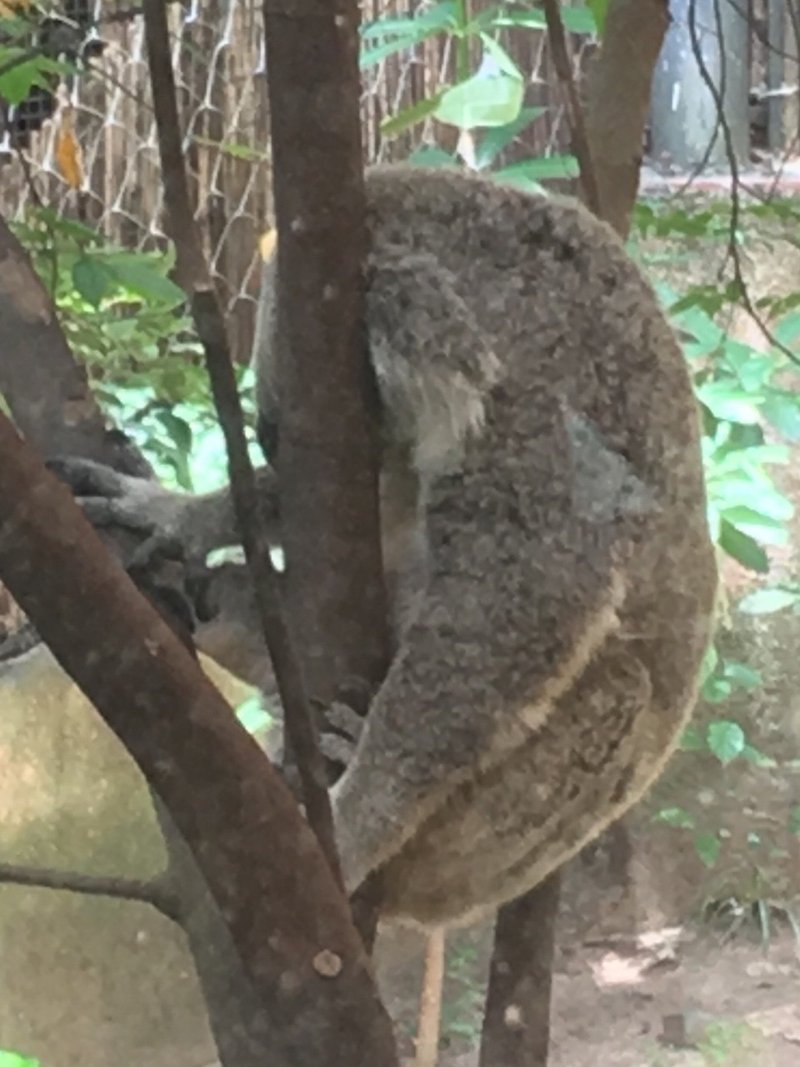 タイ どでかい動物園に行ってみたよ マンボウ Note タイ どでかい動物園に行ってみたよ マンボウ Note