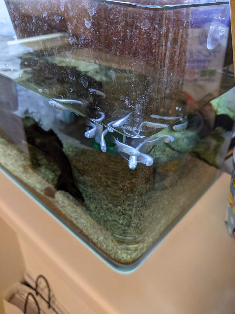 一息ついて ちょっとメダカを飼ってみませんか 余裕のゆう Note