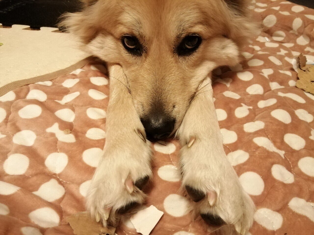 愛犬の足のさきっちょまで可愛いと思ってしまう飼い主さまへ みにまる Dog School 拾った雑種犬がパートナー Note 愛犬の足のさきっちょまで可愛いと思ってしまう飼い主さまへ みにまる Dog School 拾った雑種犬がパートナー Note