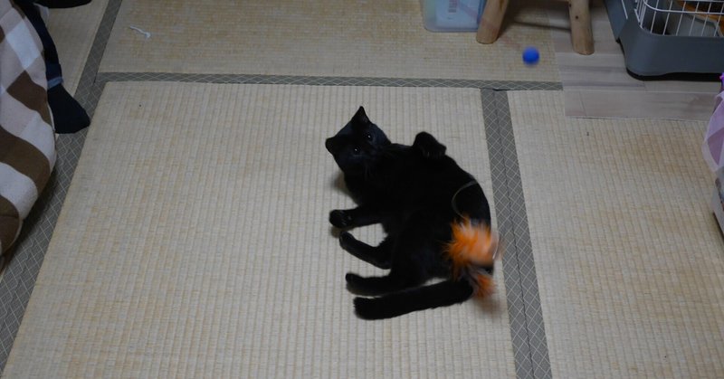 添い寝チャレンジ 黒猫ルル Note 添い寝チャレンジ 黒猫ルル Note