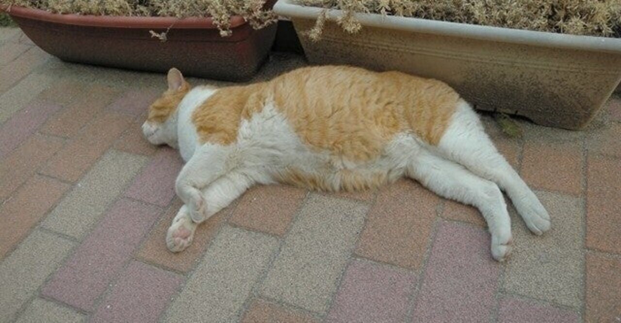 怠惰な人間用 破綻しない一人暮らしのためのメモ Keitomo Note