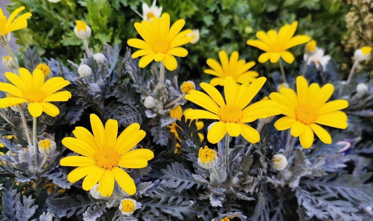 Youtubeでも花教えて下さい 32花の組み合わせ 石川 味季 花 装飾 いけばな企業研修 企業エントランス Note