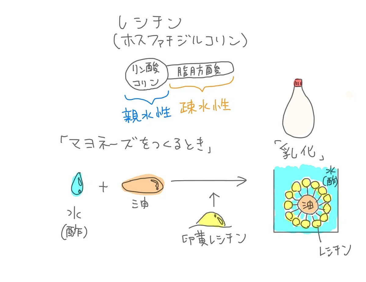 クッキーと油脂のサクサクな関係 note食品学 2食目｜君羅 好史(きみら よしふみ）