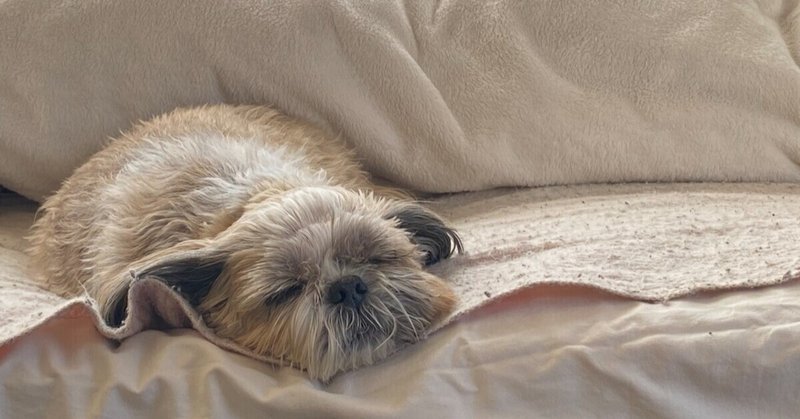 犬の十戒 The Ten Commandments Of Dog Ownership ユキ Note 犬の十戒 The Ten Commandments Of Dog Ownership ユキ Note
