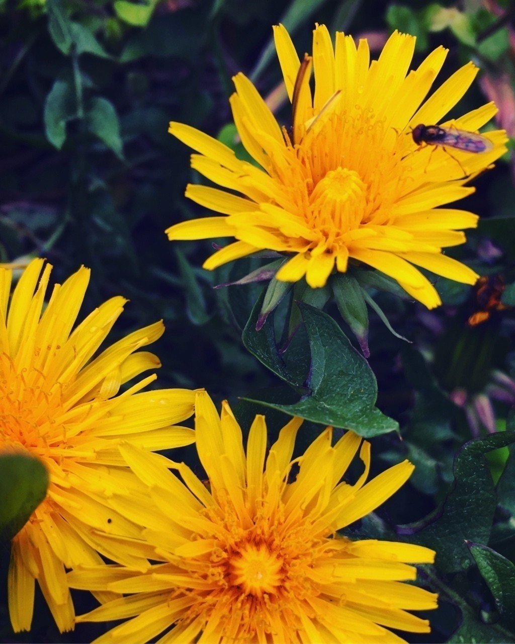 蒲公英の色の無邪気に救はれる おとなだからこそおとこなればこそ Yutaka Kano Note