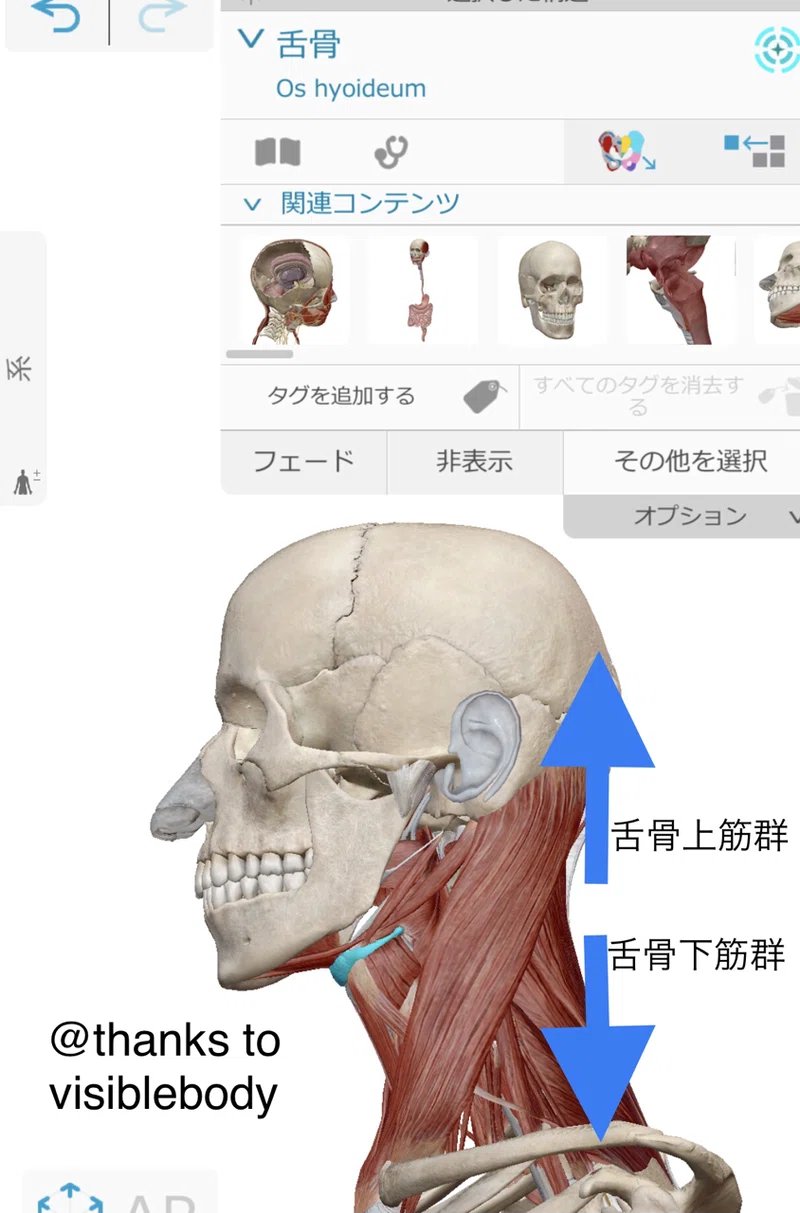 喉仏を動かしやすくするために必要なこと|Taishi Iijima