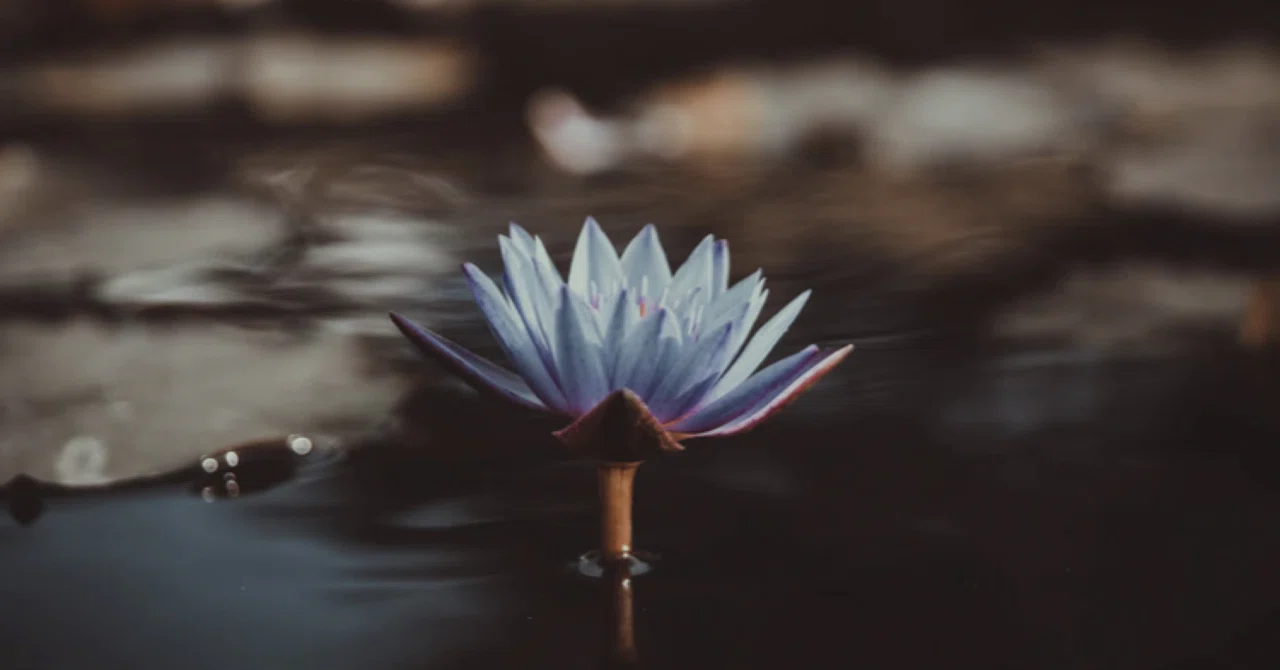 The Alms of Love: Ganse and Waganse｜Yui