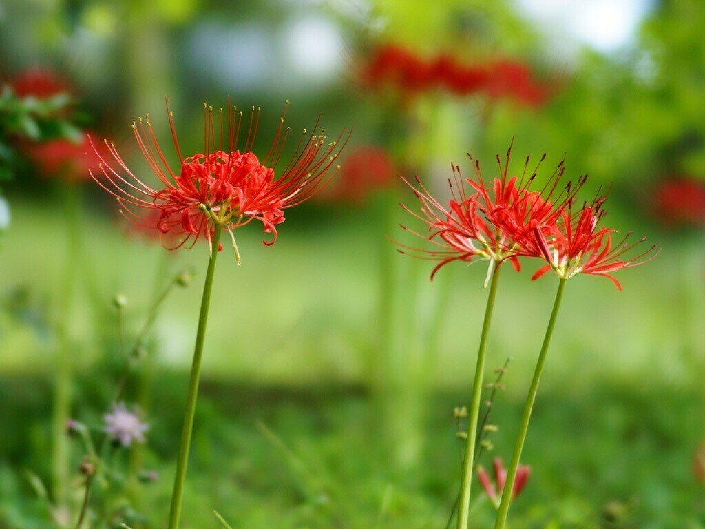 青葉が見つけた 青い彼岸花 のモデルとなった植物とは 裏紙 Note