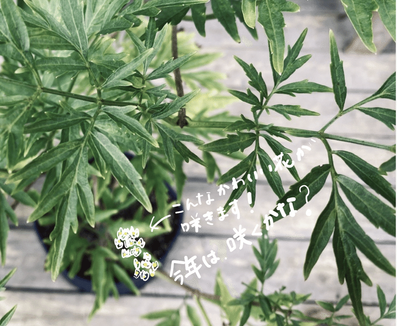 エルダーフラワー ころの庭 ー自然菜園とハーブとアロマー Note エルダーフラワー ころの庭 ー自然菜園とハーブとアロマー Note