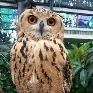 ゴッペ