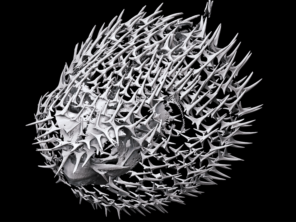 ハリセンボン 骨格標本