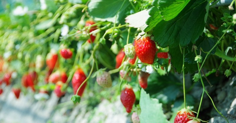 子どもといちごを パクリ 親子で楽しむ いちご の絵本をご紹介 笹原ゆう Note