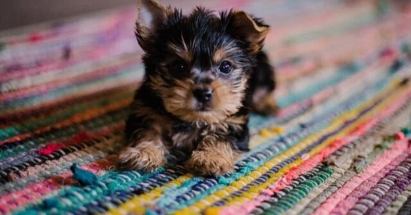 犬に人の鎮痛薬は危険 アスピリン アセチルサリチル酸 バファリン中毒の怖さとは 獣医師が解説 Vet1013 Note