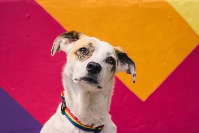 犬に人の鎮痛薬は危険 アスピリン アセチルサリチル酸 バファリン中毒の怖さとは 獣医師が解説 Vet1013 Note 犬に人の鎮痛薬は危険 アスピリン アセチルサリチル酸 バファリン中毒の怖さとは 獣医師が解説 Vet1013 Note