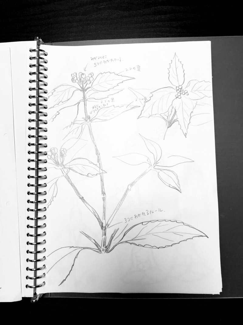 フリー図案no 096 千両 の切り絵 華色切絵 平石智美のカラー切り絵を楽しむnote Note フリー図案no 096 千両 の切り絵 華色切絵 平石智美のカラー切り絵を楽しむnote Note