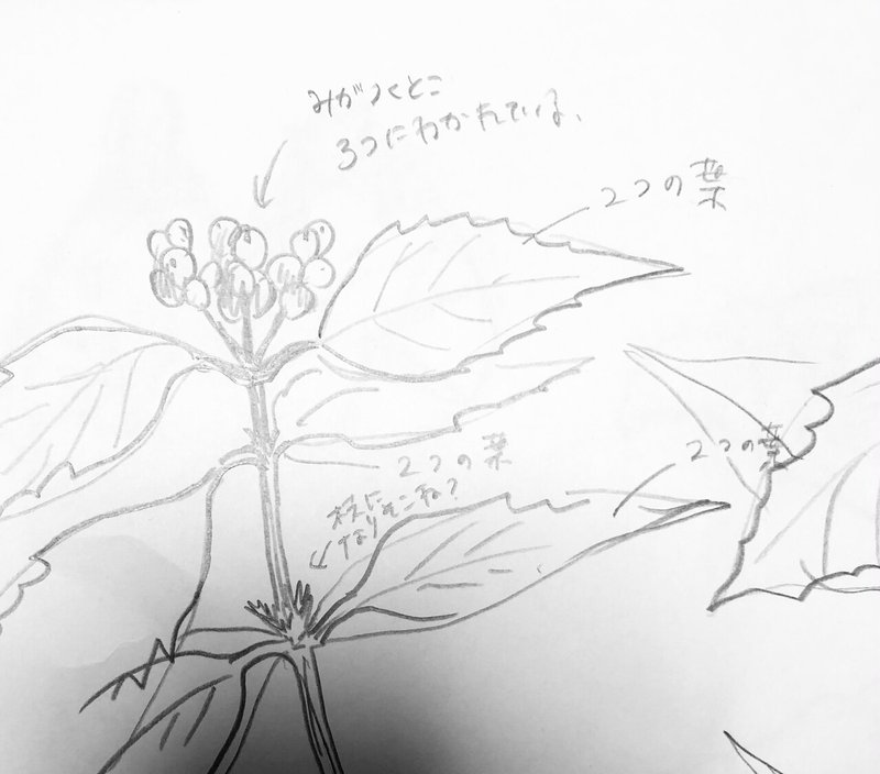 フリー図案no 096 千両 の切り絵 華色切絵 平石智美のカラー切り絵を楽しむnote Note フリー図案no 096 千両 の切り絵 華色切絵 平石智美のカラー切り絵を楽しむnote Note