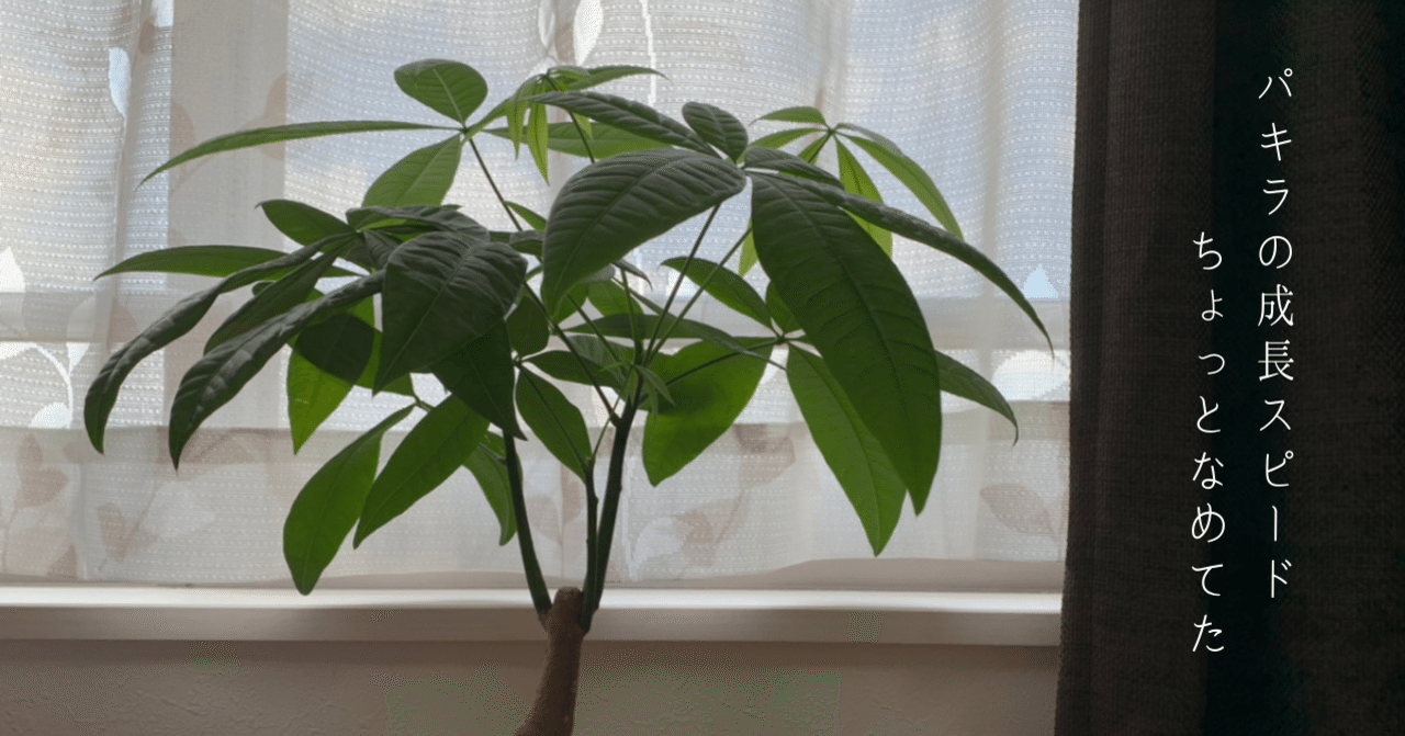 夏のパキラの成長スピード ちょっとなめてた 写真有 ふたまま Note 夏のパキラの成長スピード ちょっとなめてた 写真有 ふたまま Note
