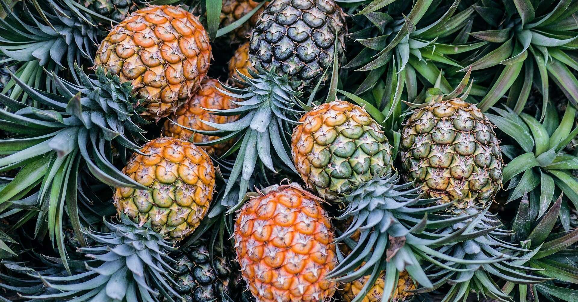 パイナップルの葉から作られる代替レザーpinatex 世界のサステナブルな企業紹介 Yuma Note パイナップルの葉から作られる代替レザーpinatex 世界のサステナブルな企業紹介 Yuma Note