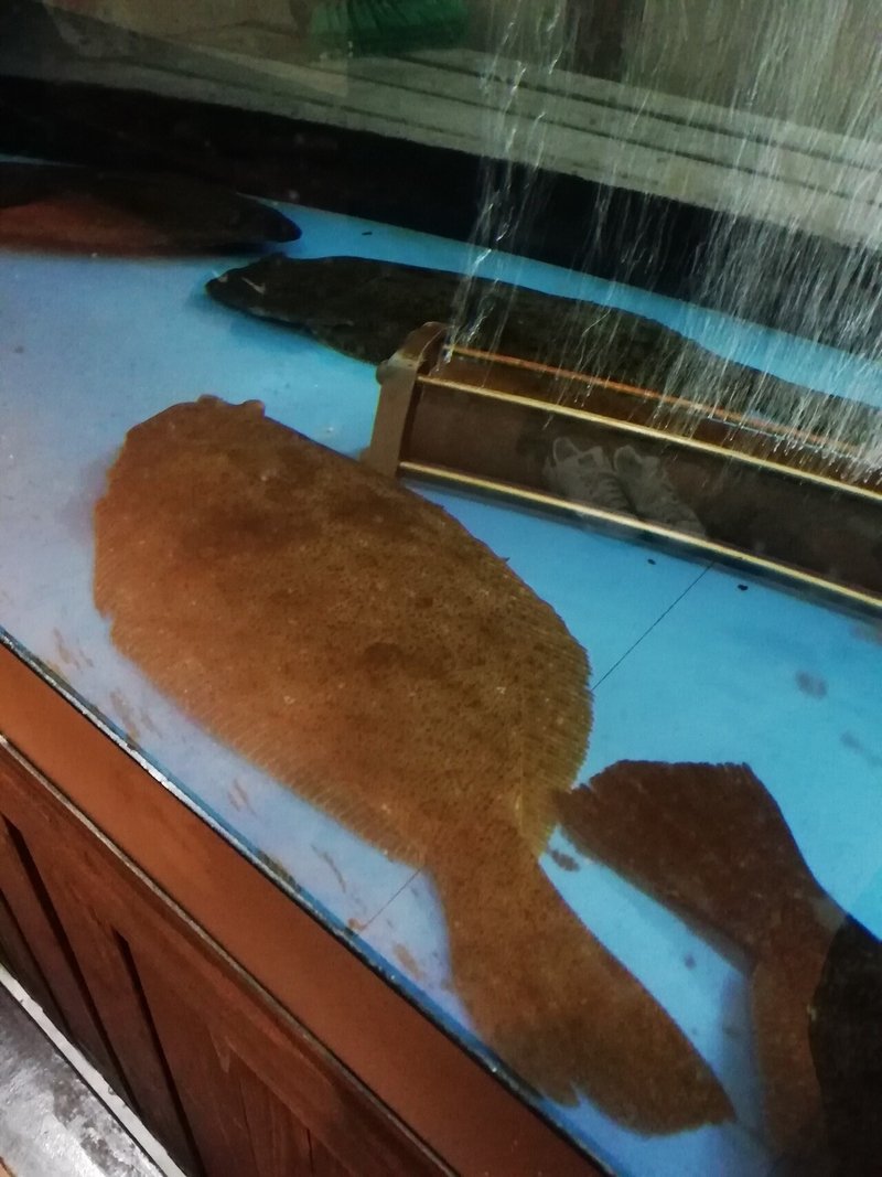 月イチ九州 73 平戸 名物の寒平目 どのお店で食べる 夜編 まゆみトラベルラボ Note