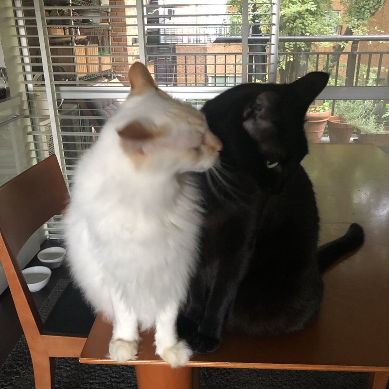 猫と暮らす やまだかほる Note