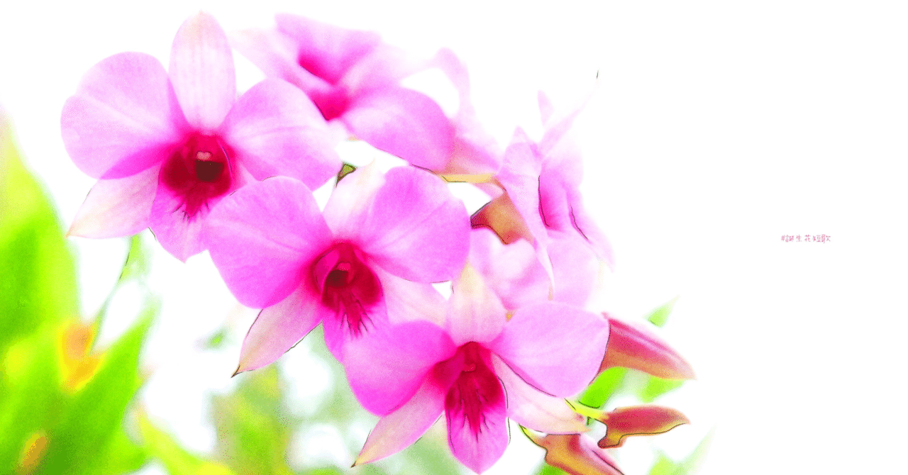 1月24日 誕生花は胡蝶石斛 誕生花短歌 御子柴 流歌 Note 1月24日 誕生花は胡蝶石斛 誕生花短歌 御子柴 流歌 Note