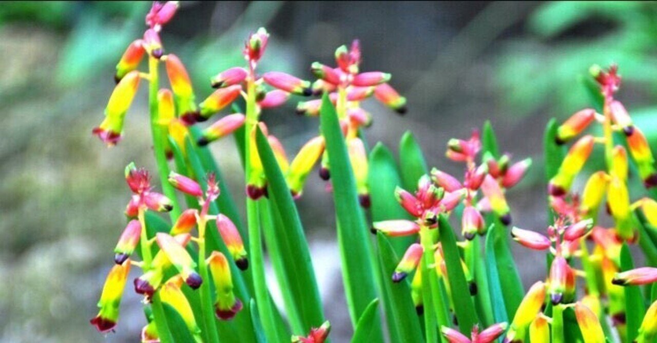 ラケナリア の新着タグ記事一覧 Note つくる つながる とどける ラケナリア の新着タグ記事一覧 Note つくる つながる とどける