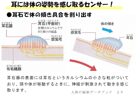 体の中の結晶 耳石とは バランスを司るセンサー Eryr13 Note