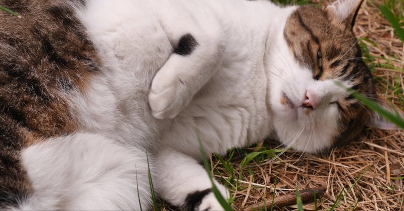 面白い夢 の新着タグ記事一覧 Note つくる つながる とどける