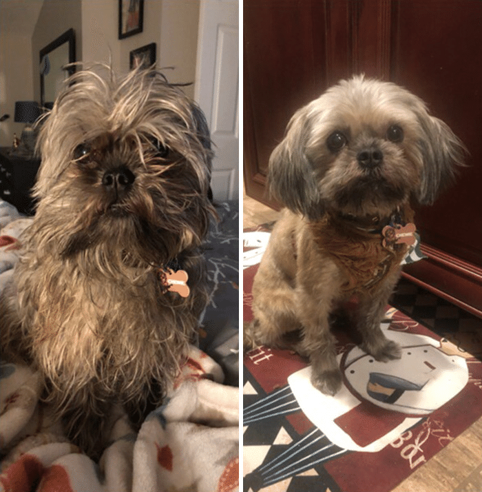 犬はグルーミングで変身します ノリノリ Note 犬はグルーミングで変身します ノリノリ Note