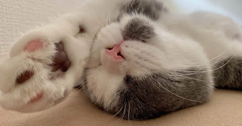 来世は金持ちの猫になって 凪 あなたの3分ください Note 来世は金持ちの猫になって 凪 あなたの3分ください Note